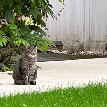 Mansfield College cat