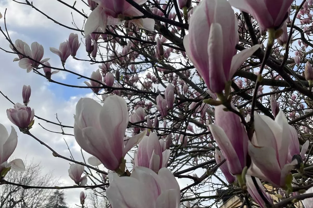 Close up of a magnolia tree in bloom against a blue and cloudy sky