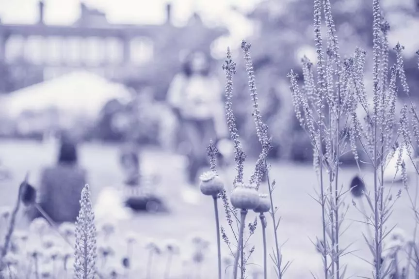 Close-up of tall wildflowers in focus, with people sitting and a large building blurred in the background